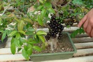 "Phát sốt" bonsai nho thân gỗ mini siêu độc chơi  dịpTết