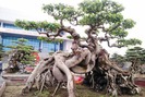 Chiêm ngưỡng những&nbsp;“siêu cây”, đại gia Việt bỏ 10 cây vàng đổi cây sanh cổ đẹp hiếm có