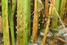 Cảnh báo dịch bệnh tuần này (từ 04 đến 10.12): Bọ trĩ, sâu cuốn lá nhỏ nở rộ trên lúa Đông Xuân