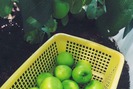 Mẹo chăm sóc cây táo trồng trên sân thượng sai trĩu quả của nông dân phố