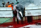 Mỗi năm có gần 500 cá voi xám bị săn và giết tại Iceland