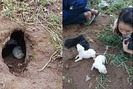 Cảm động nhóm bạn trẻ cứu sống chó mẹ cùng đàn con mới sinh bị đói trong hang