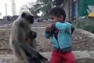 Cậu bé vui đùa với bầy khỉ hoang dã như những người bạn thân