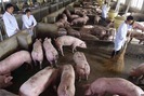 Nuôi lợn quy mô lớn, Trung Quốc tham vọng thâu tóm thị trường thịt lợn toàn cầu