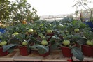 Khu vườn trồng cây trên sân thượng hiếm có ở Hà Nội