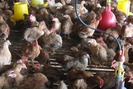 Kỳ vọng mô hình nuôi gà sạch theo chuỗi chinh phục thị trường xuất khẩu