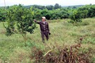 "Ma trận" cây giống khiến vùng cam Nghệ An thất thu vì thoái hóa sớm