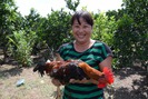 Đưa chăn nuôi gà thả vườn về với tự nhiên