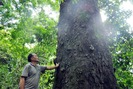 Những cây gỗ nghiến 600 tuổi, kho báu trên rừng thiêng Na Pá 