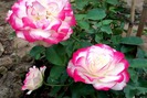 Hàng ngàn giống hoa hồng ngoại tạo đẳng cấp "thủ phủ" hoa Sa Đéc