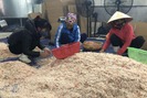 Bội thu mùa ruốc biển cuối năm, ngư dân Nghệ An thu trăm triệu