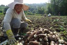 Nông dân Cam Lâm làm giàu từ khoai sáp