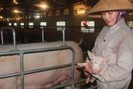 Giá lợn (heo) giảm thê thảm do thị trường bị thao túng