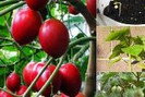 Cà chua thân gỗ - hàng hiếm xôn xao Hà thành trồng thế nào?