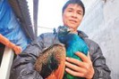 Bí quyết nuôi loài chim “quý tộc” của triệu phú Kinh Bắc