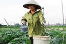 Doanh nghiệp “bảo lãnh” cho nông dân vay vốn