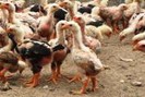 Kỹ thuật chăm sóc gà con nuôi thả vườn