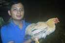Vua gà xứ nghệ mỗi năm bỏ túi trên 1,5 tỷ đồng