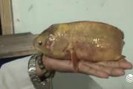 Clip: Cá rô vàng óng nặng hơn nửa kg ở Vĩnh Long