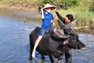 Du khách cưỡi trâu, tập làm nông dân