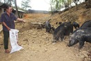 Nuôi lợn rừng lão nông “đút túi” 300 triệu đồng/năm