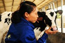 Cận cảnh trại bò sữa Organic đầu tiên ở Việt Nam