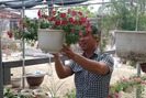 10 năm đi làm không bằng thuê đất trồng hoa “mini”