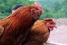 Đặc sản gà “Râu” xã đảo Cái Chiên