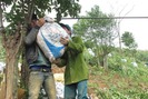 Nông sản đi cáp treo ở miền tây Quảng Trị