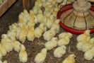 Trang trại gà hơn 100.000 con của người Việt trên đất Mỹ