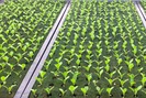 Mô hình nông trại trồng xà lách khi ăn không cần rửa
