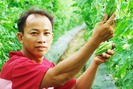 “Đại gia” rau ăn quả ở Bình Hạ Đông