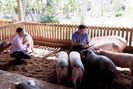Ba chàng trai nuôi lợn “ba không”