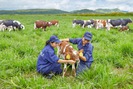Trang trại bò sữa hữu cơ đạt tiêu chuẩn châu Âu đầu tiên tại Việt Nam