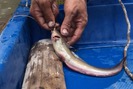 Giăng hàng trăm lưỡi câu bắt cá ngát ở miền Tây