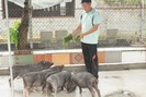 Đưa thịt lợn “thơm” vào siêu thị