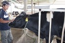 Tìm giải pháp phát triển ngành chăn nuôi bò sữa