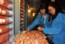 Đưa vào hoạt động dự án 800 tỷ đồng sản xuất trứng gà sạch tại Phú Thọ