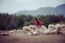 Khách du lịch thích thú với cánh đồng cừu độc lạ ở Bà Rịa - Vũng Tàu. 