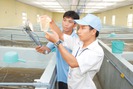 Việt Nam sẽ có khu tập trung sản xuất tôm giống bố mẹ
