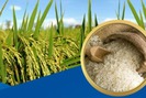 Đột phá 3 "trụ cột" để phát triển lúa gạo bền vững