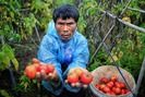 Hưng Yên: Được mùa rau, quả vẫn nhận đắng cay