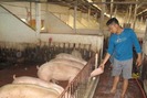 Mỗi năm thu tiền tỉ từ mô hình trang trại chăn nuôi lợn sạch