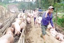 Cạn khô nước mắt ở thủ phủ chăn nuôi lợn