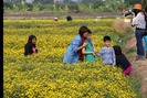 Trải nghiệm đồng quê, ngắm hoa cúc chi tuyệt đẹp ở Hưng Yên