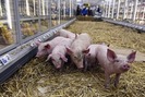Liệu giá lợn có tăng khi doanh nghiệp vào cuộc hỗ trợ người nuôi lợn