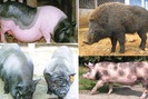 8 giống lợn nội có thịt thơm ngon đặc sản ở Việt Nam