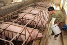 Giải cứu người chăn nuôi lợn bằng cách nào trong cơn bão rớt giá