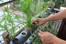 Cách trồng rau thủy canh hồi lưu trên vườn treo 2 mét vuông
