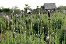 Vườn hoa oải hương rộng gần 1500m2 tại Hà Nội